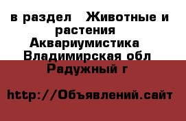  в раздел : Животные и растения » Аквариумистика . Владимирская обл.,Радужный г.